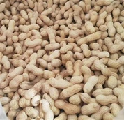 Piccola arachide giapponese tostata con guscio