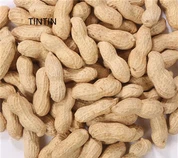 Arachidi cinesi tostate di alta qualità all'ingrosso in guscio